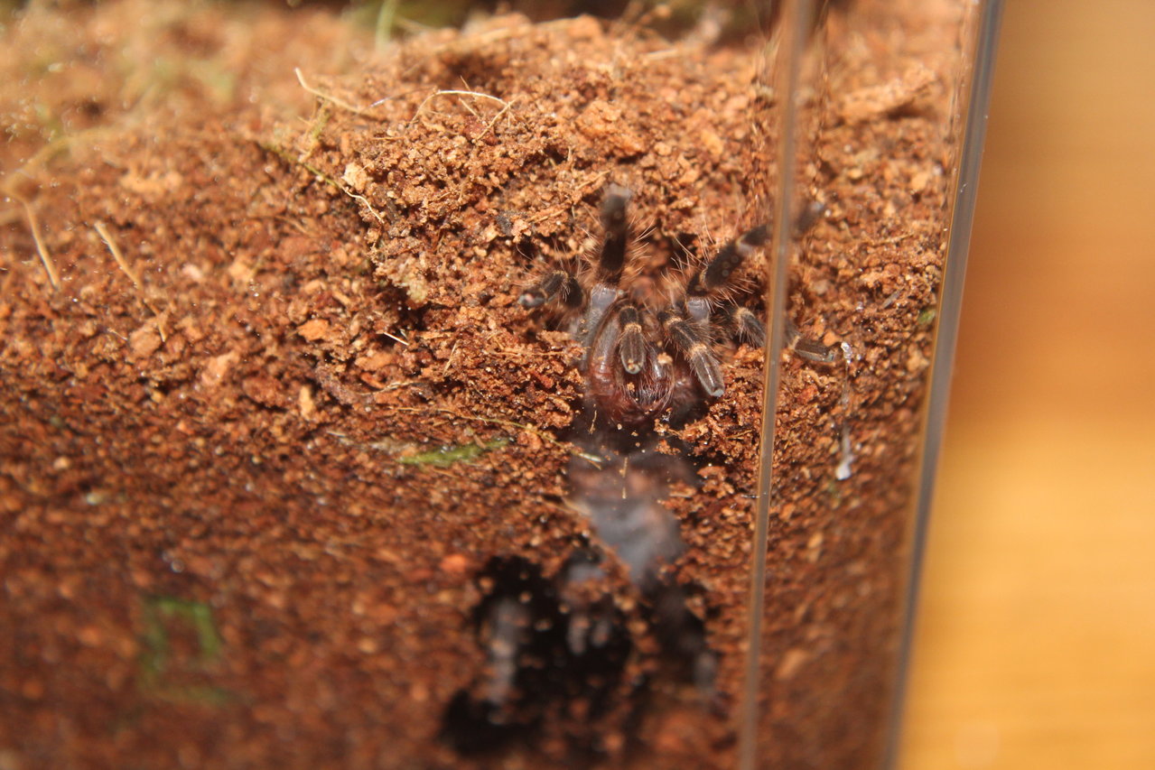 Pulchripes