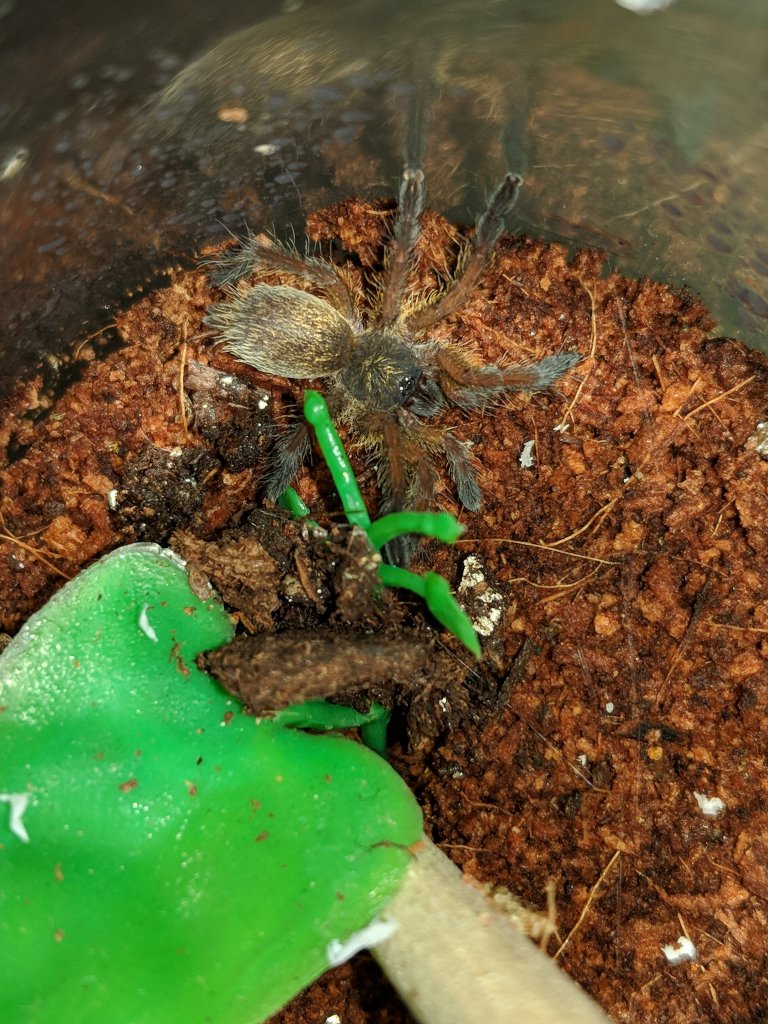 pulchripes