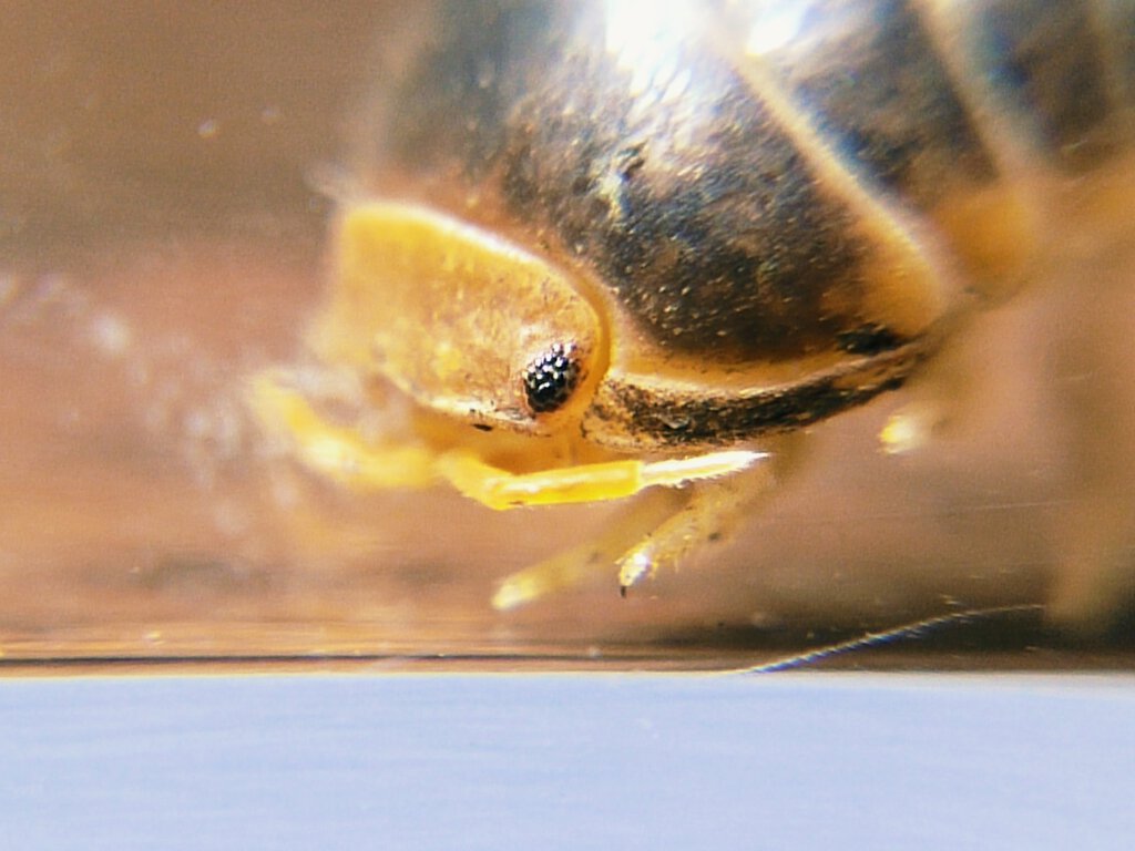 Pumpkinhead Isopod [12/??]