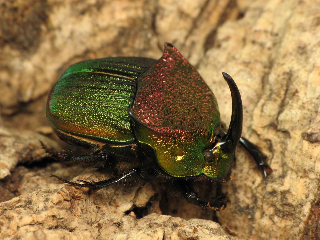 "Rainbow scarab", a dung beetle, Phanaeus vindex