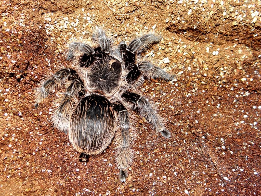 Rapunzel - Curly Hair Tarantula