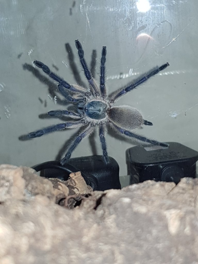 Rare sighting of my monocentropus balfouri