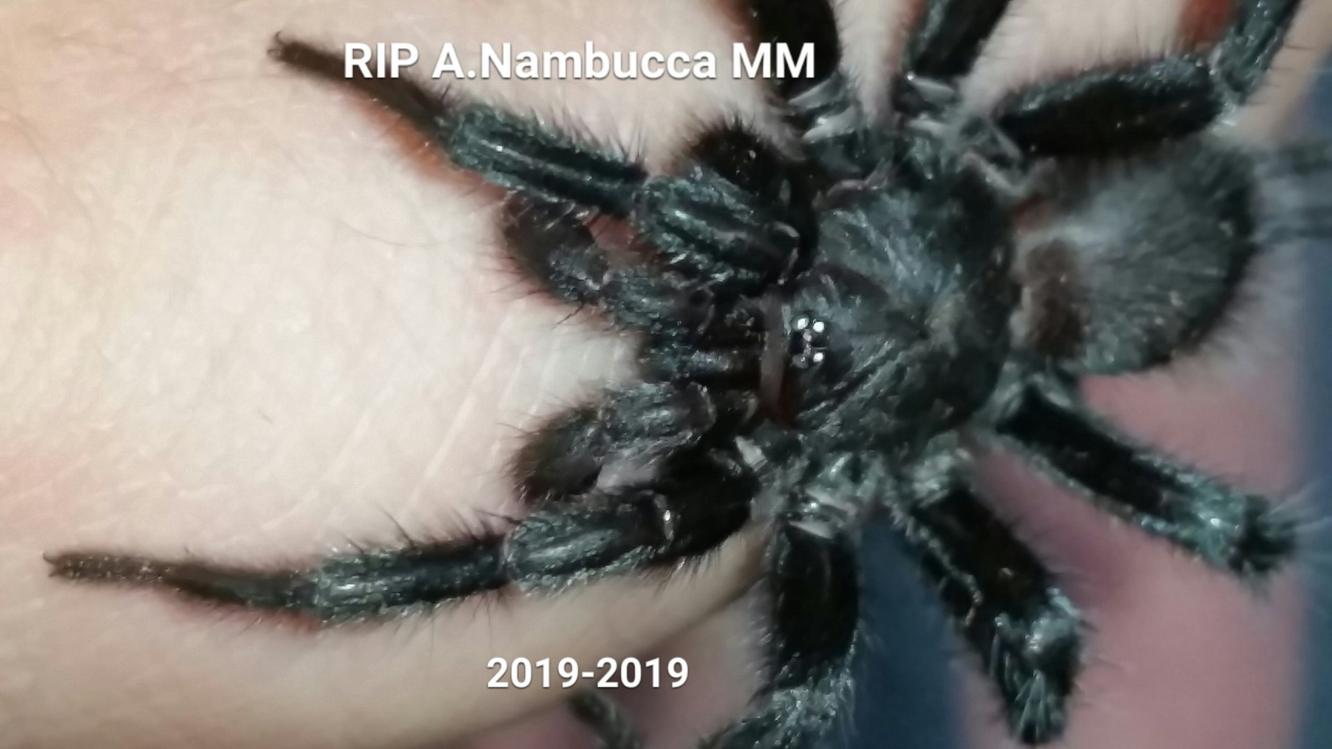 Re-uploaded tribute to my Australothele Nambucca male
