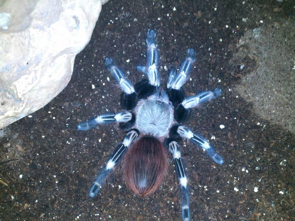 Red N White Striped Birdeater