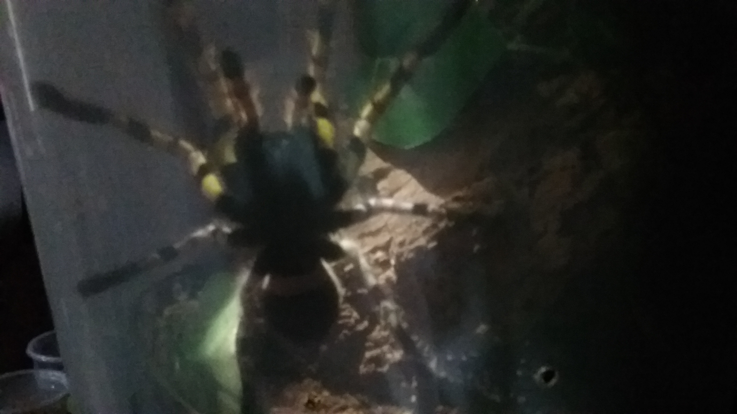 regalis out hunting