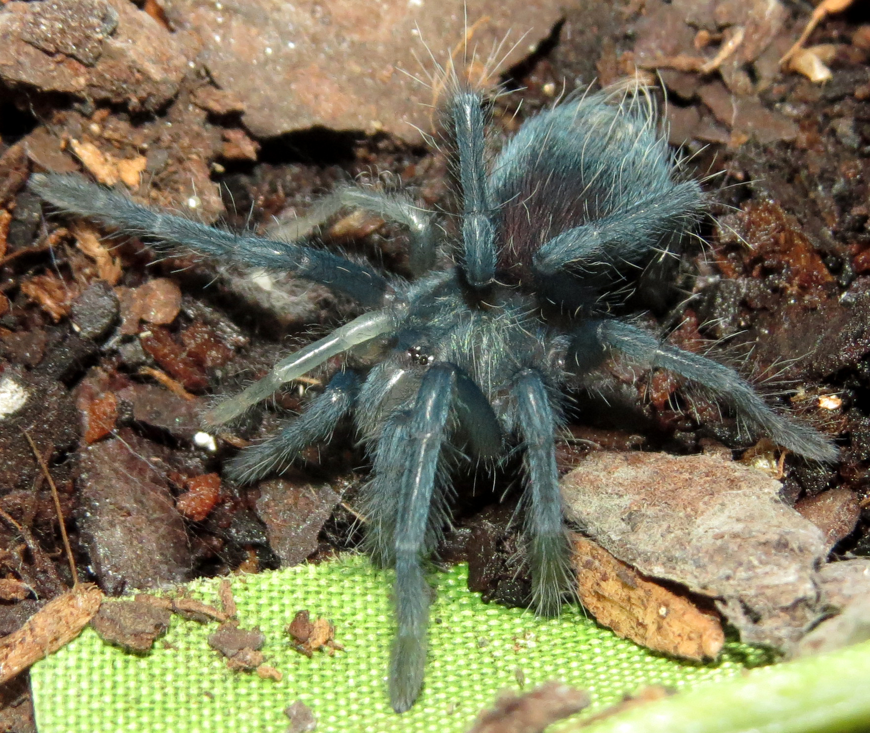 Regeneration (♀ Phormictopus sp. "south Hispaniola" 1")