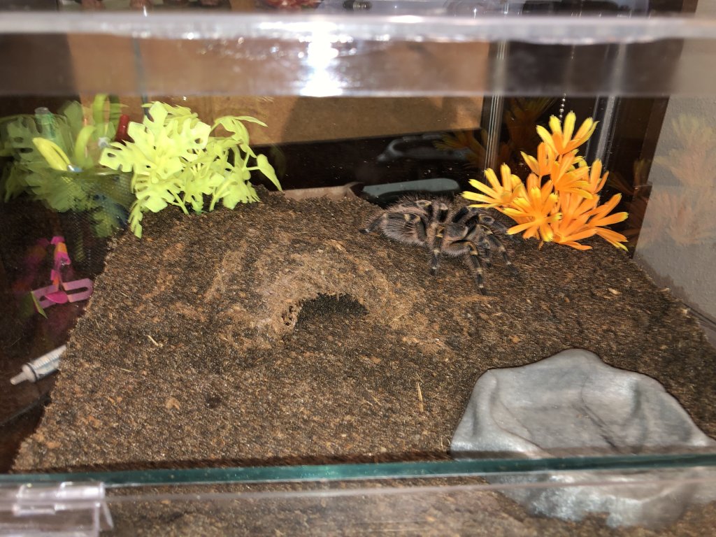 Regina’s New Enclosure!!!