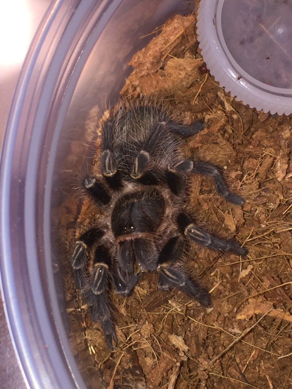 Regina snacking on a mealworm