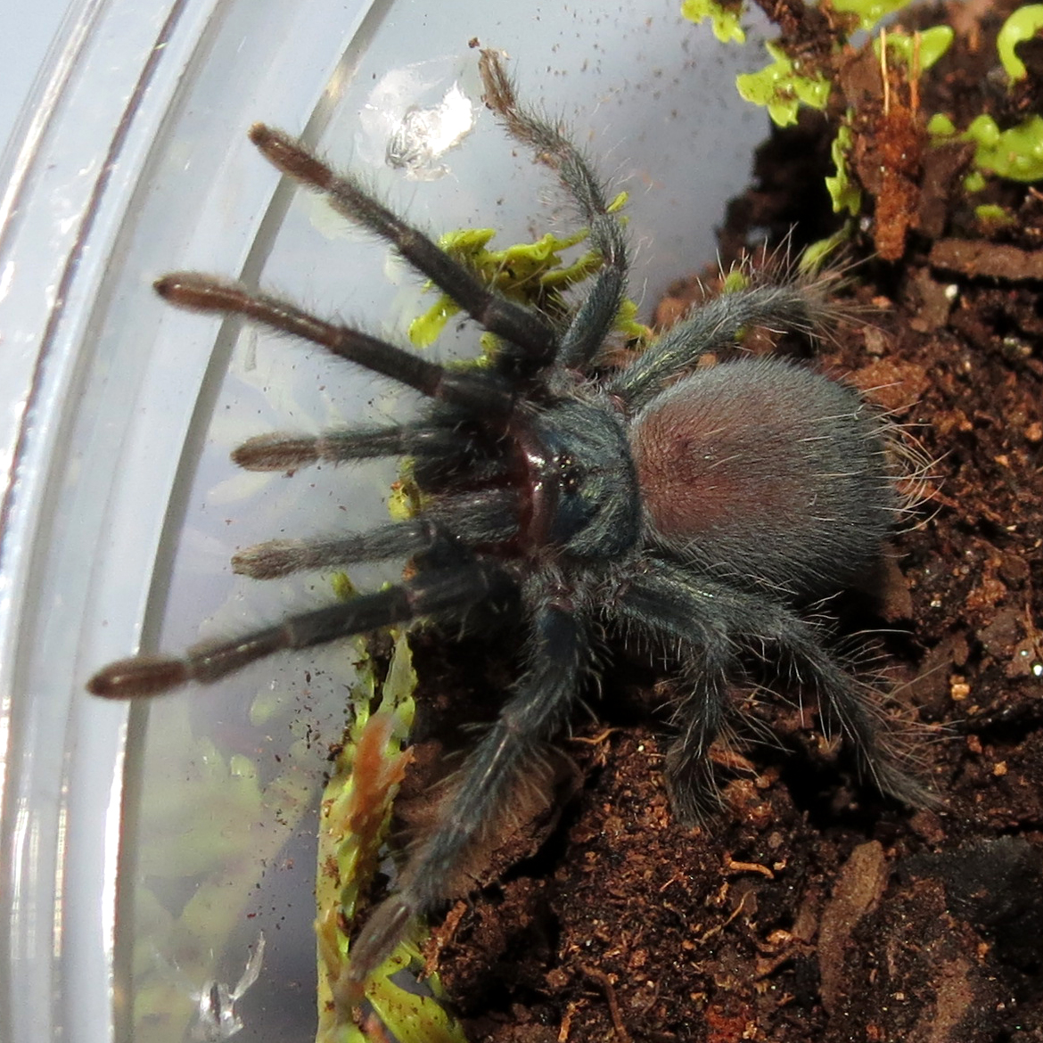 Rehoused ♀ Phormictopus sp. "south Hispaniola" Sling