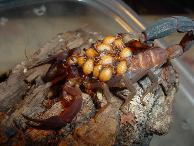 Rhopalurus junceus