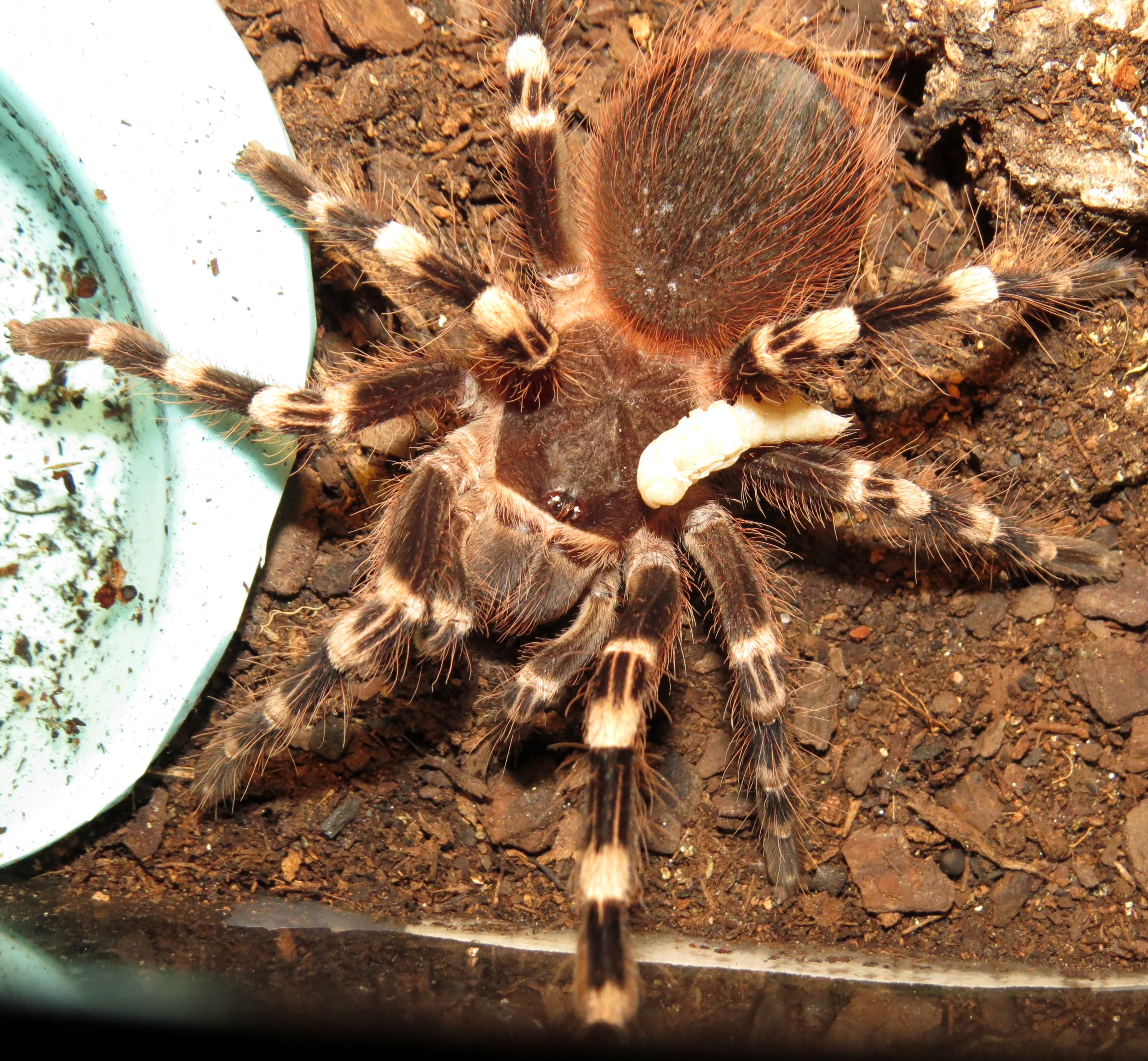 Rider on the Storm (♂ Acanthoscurria geniculata 4")