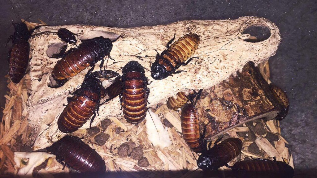 Roaches2