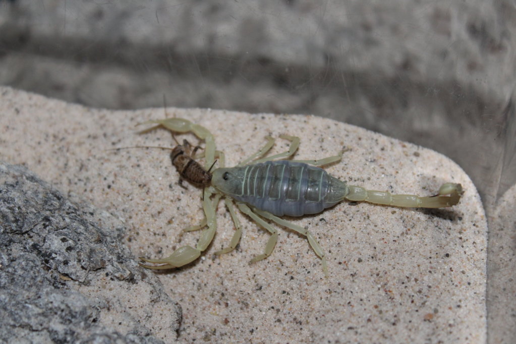 S. mesaensis eating.