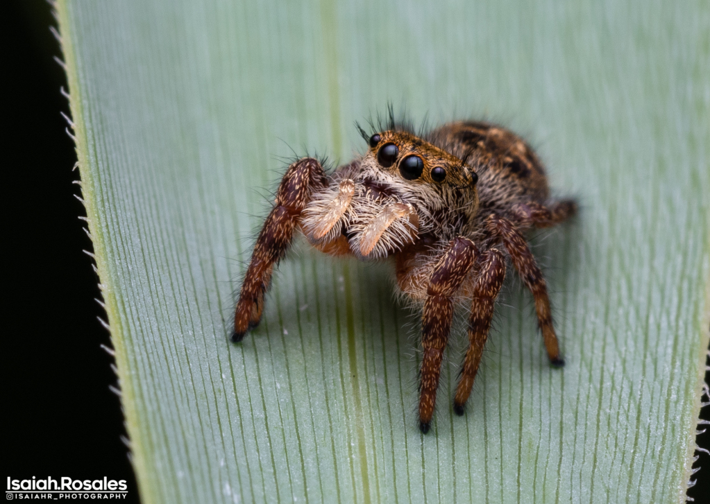 Salticidae sp.