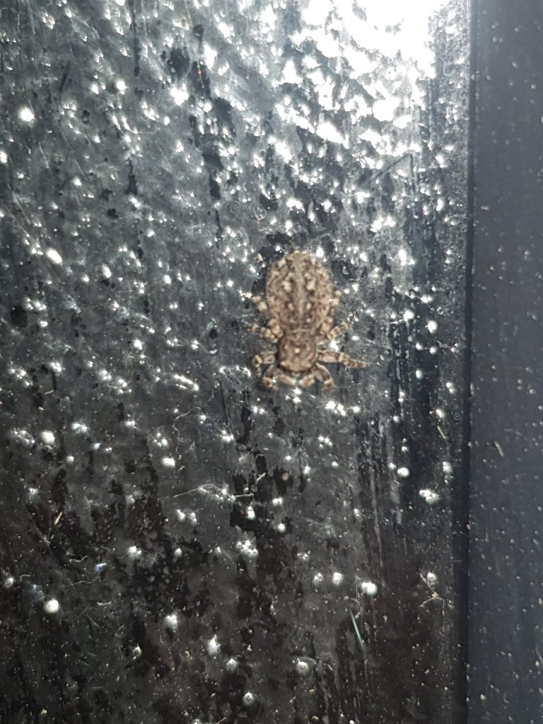 Saw this little guy in my house can anyone tell me what species of jumping spider this is found in uk