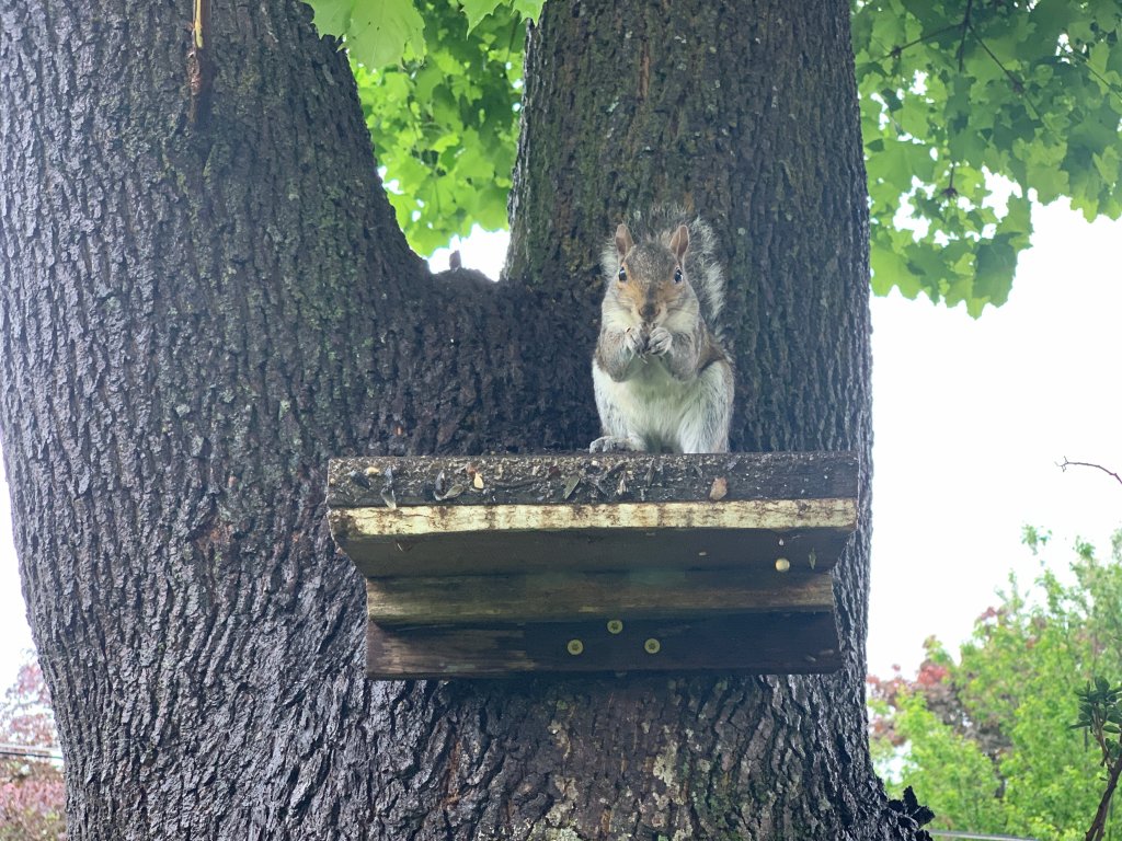 Sciurus Griseus