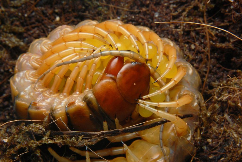 Scolopendra alternans with eggs