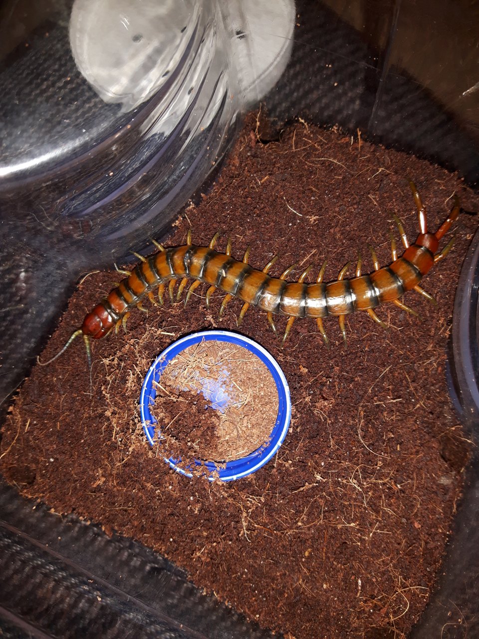 Scolopendra alternans