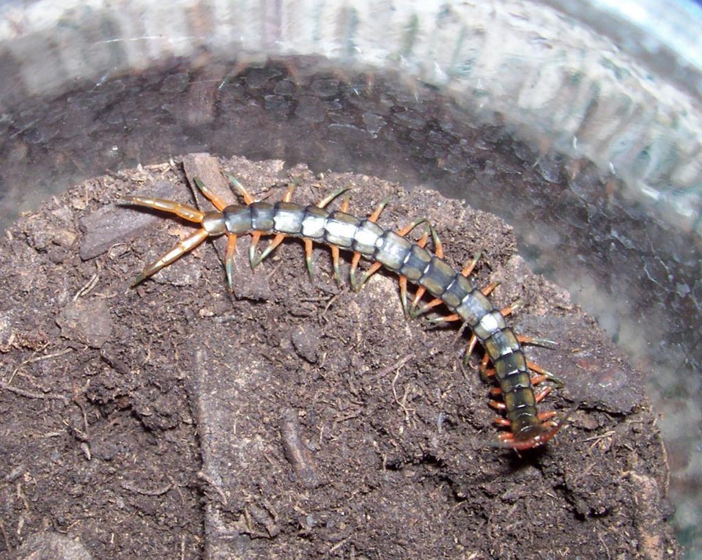 Scolopendra cingulata, "Israeli Black" form