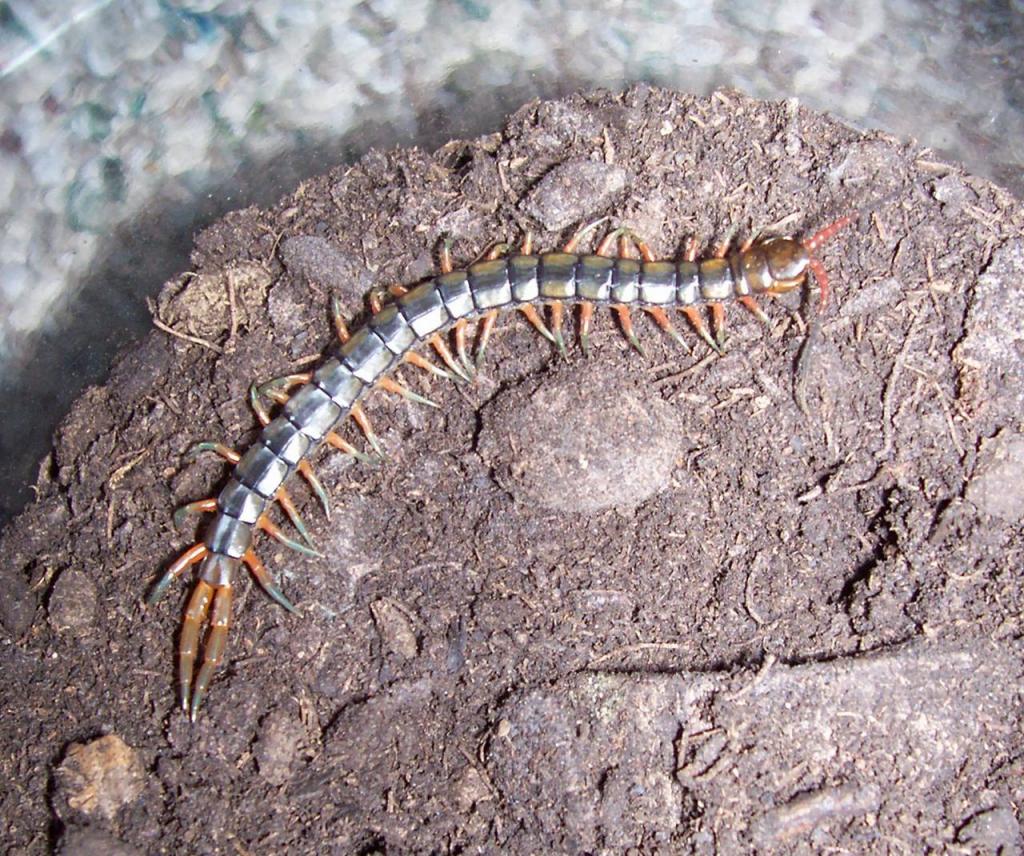 Scolopendra cingulata, "Israeli Black" form