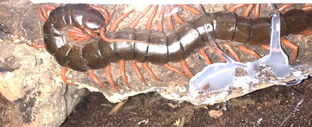 Scolopendra dahaani! PEAHC LEG!