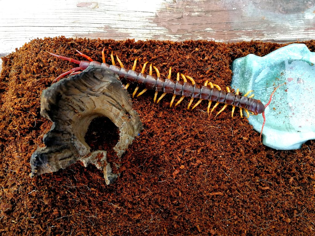 Scolopendra dehaani having a drink of water