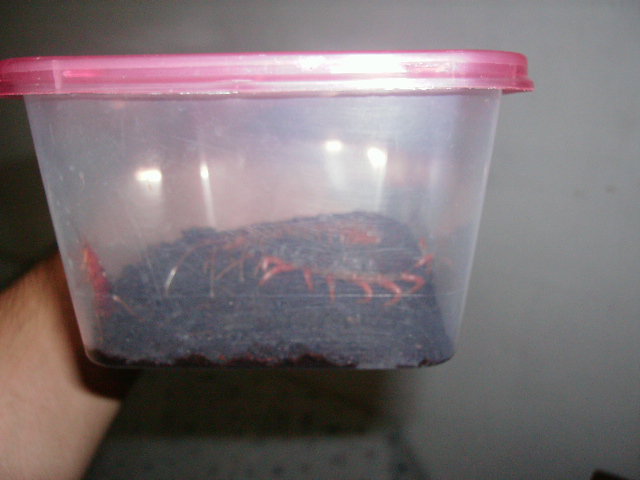 scolopendra dehaani