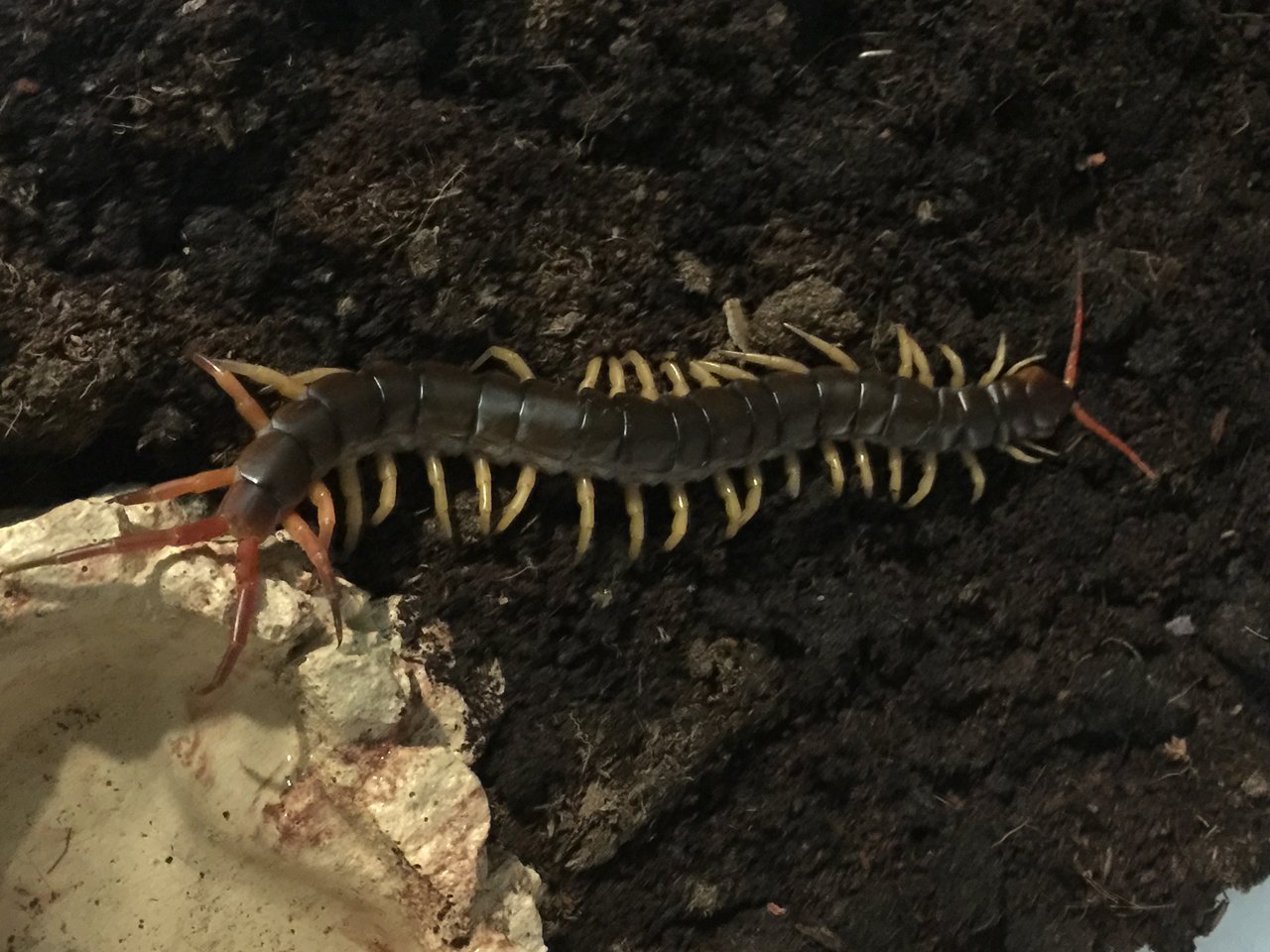 Scolopendra dehaani