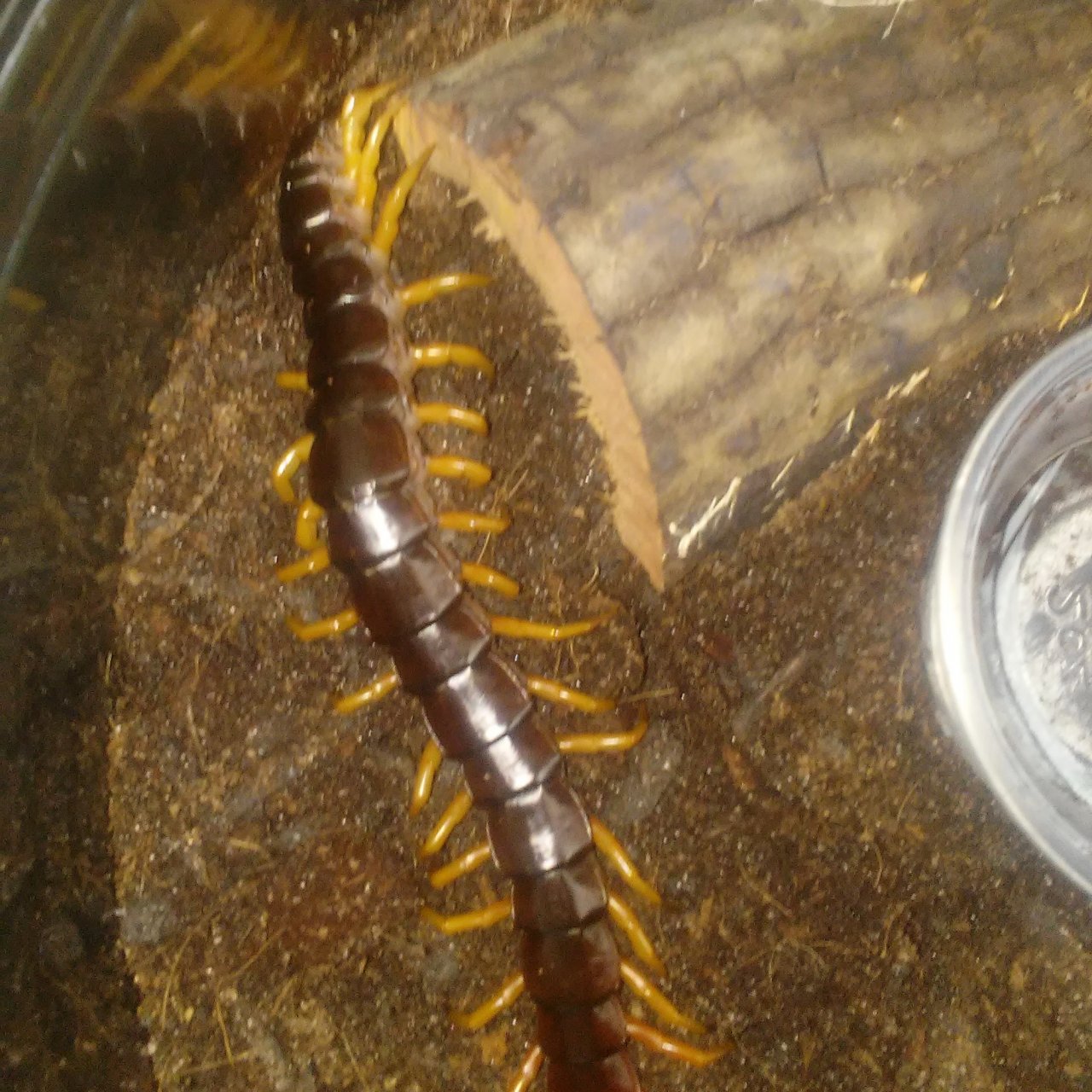 Scolopendra Dehaani