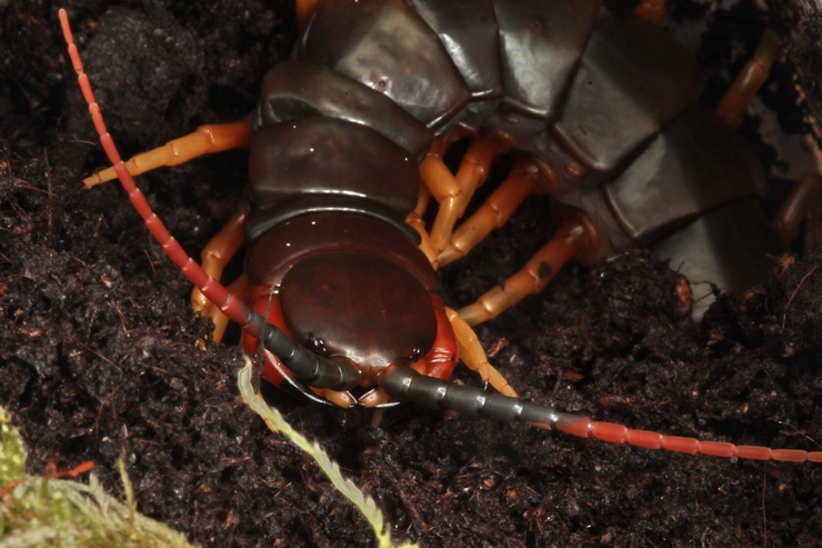 Scolopendra galapagoensis