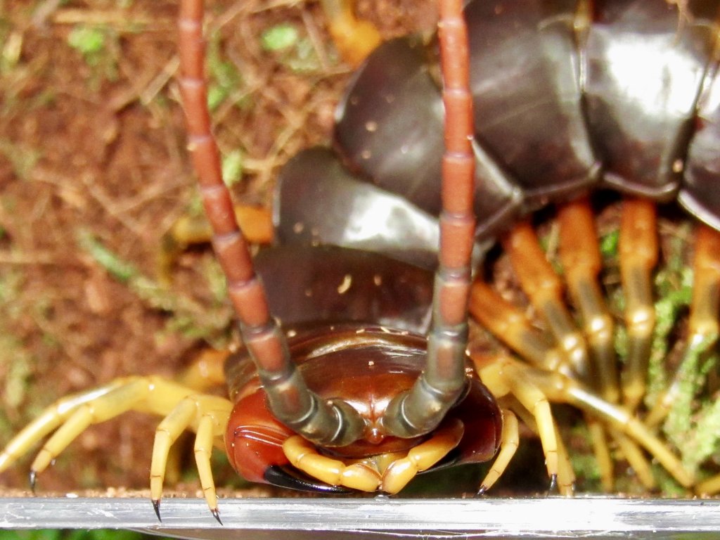 Scolopendra galapagoensis