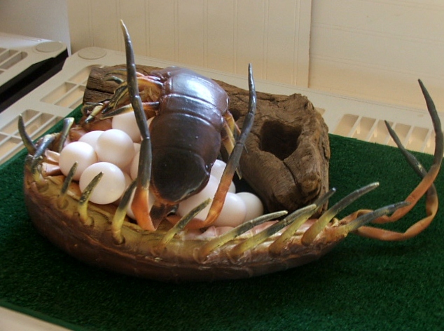 Scolopendra gigantea with eggs