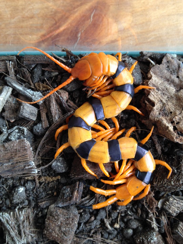 Scolopendra hardwickei