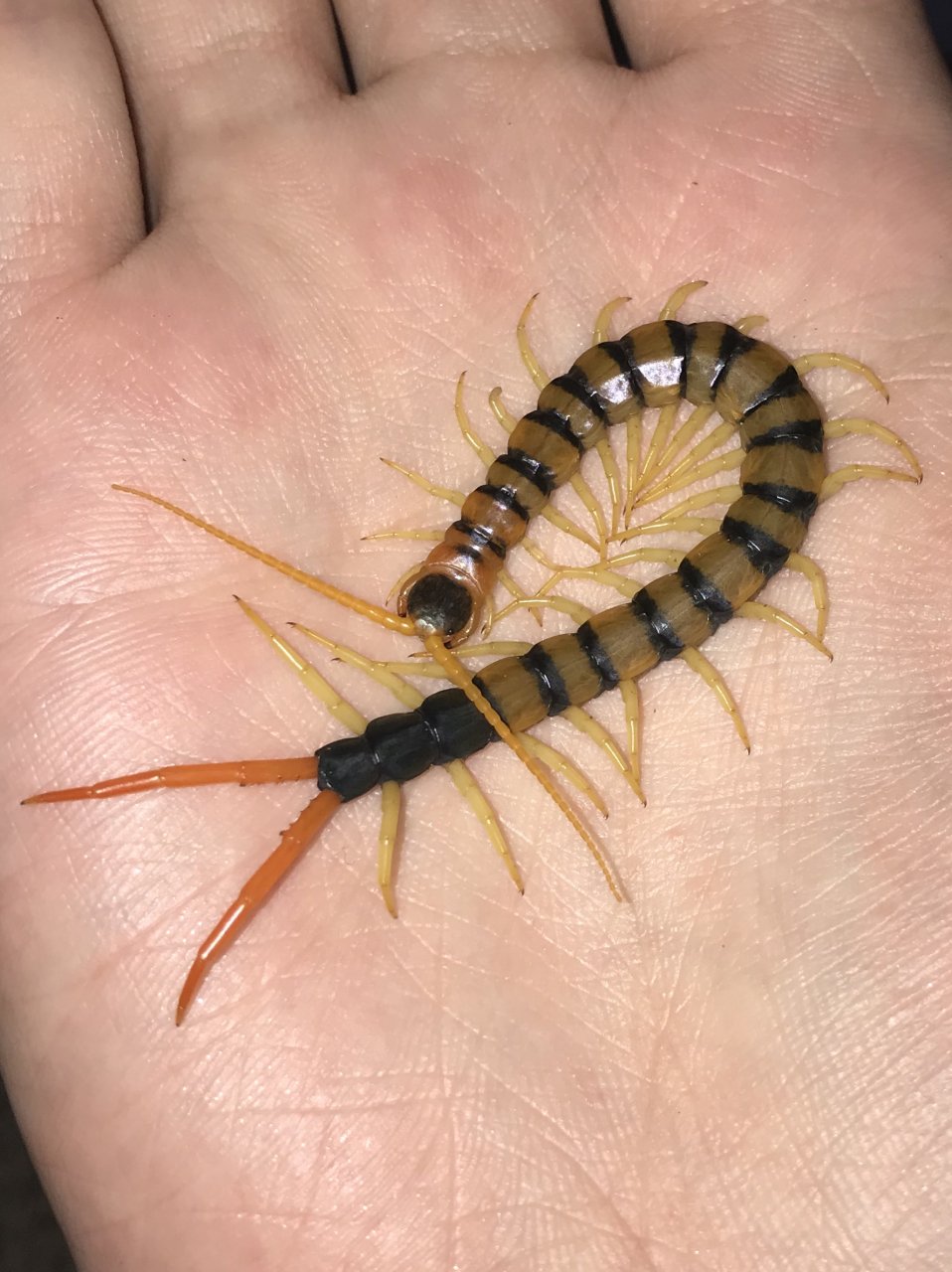 Scolopendra heros arizonensis “Madrean Banded” Handling #1