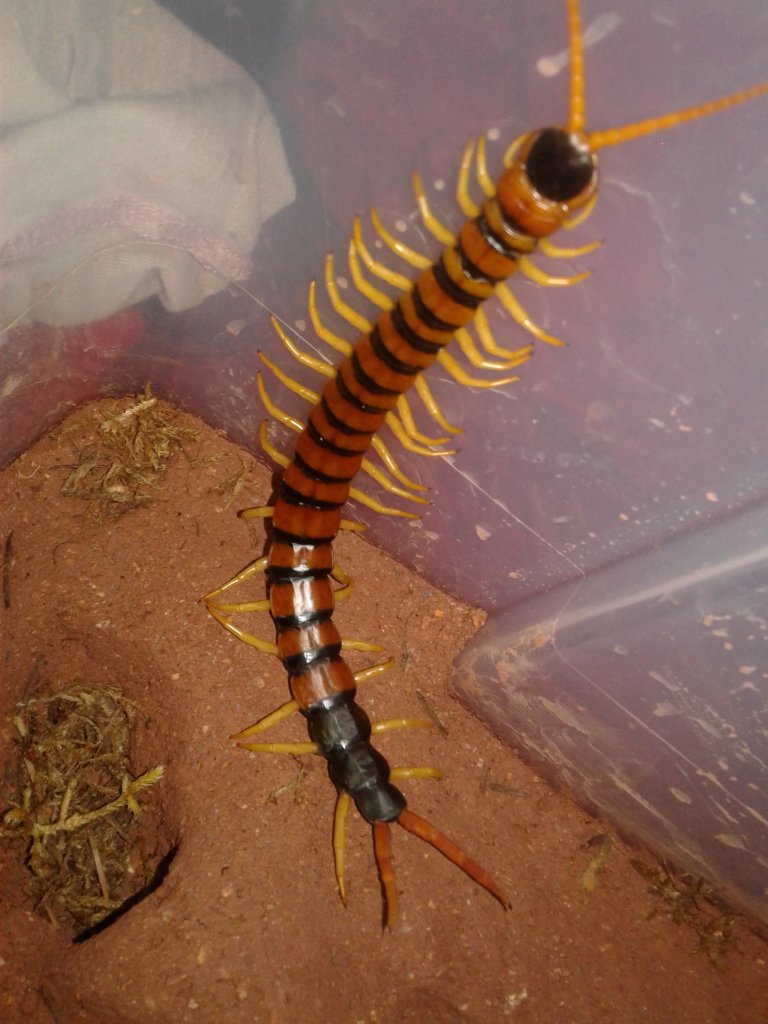 Scolopendra heros arizonensis