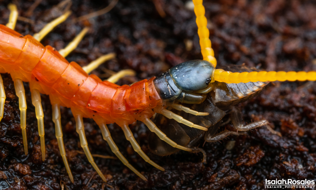 Scolopendra heros arizonensis