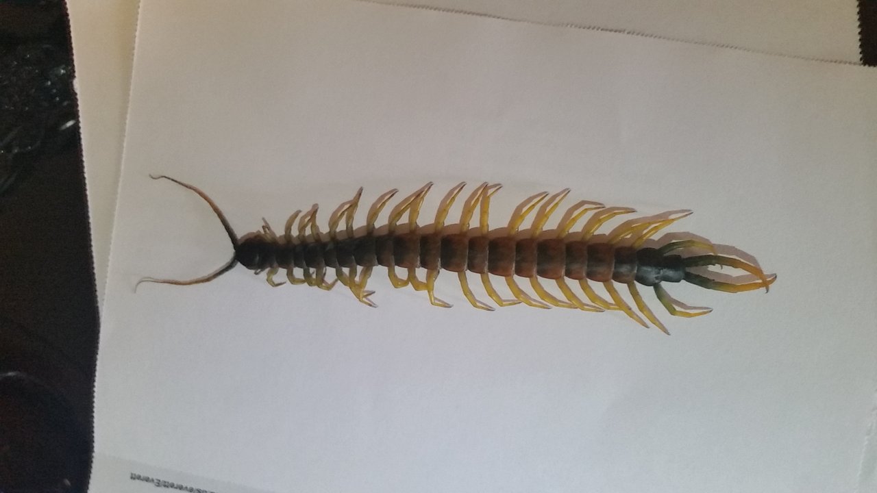 Scolopendra heros 'blotched' deceased