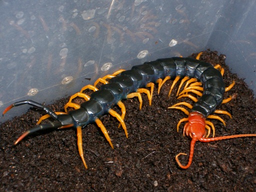 Scolopendra heros castaneiceps