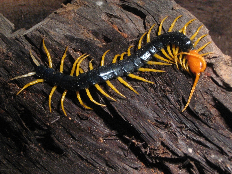 Scolopendra heros castaneiceps