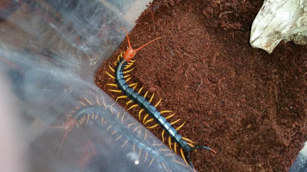 Scolopendra heros castaniceps