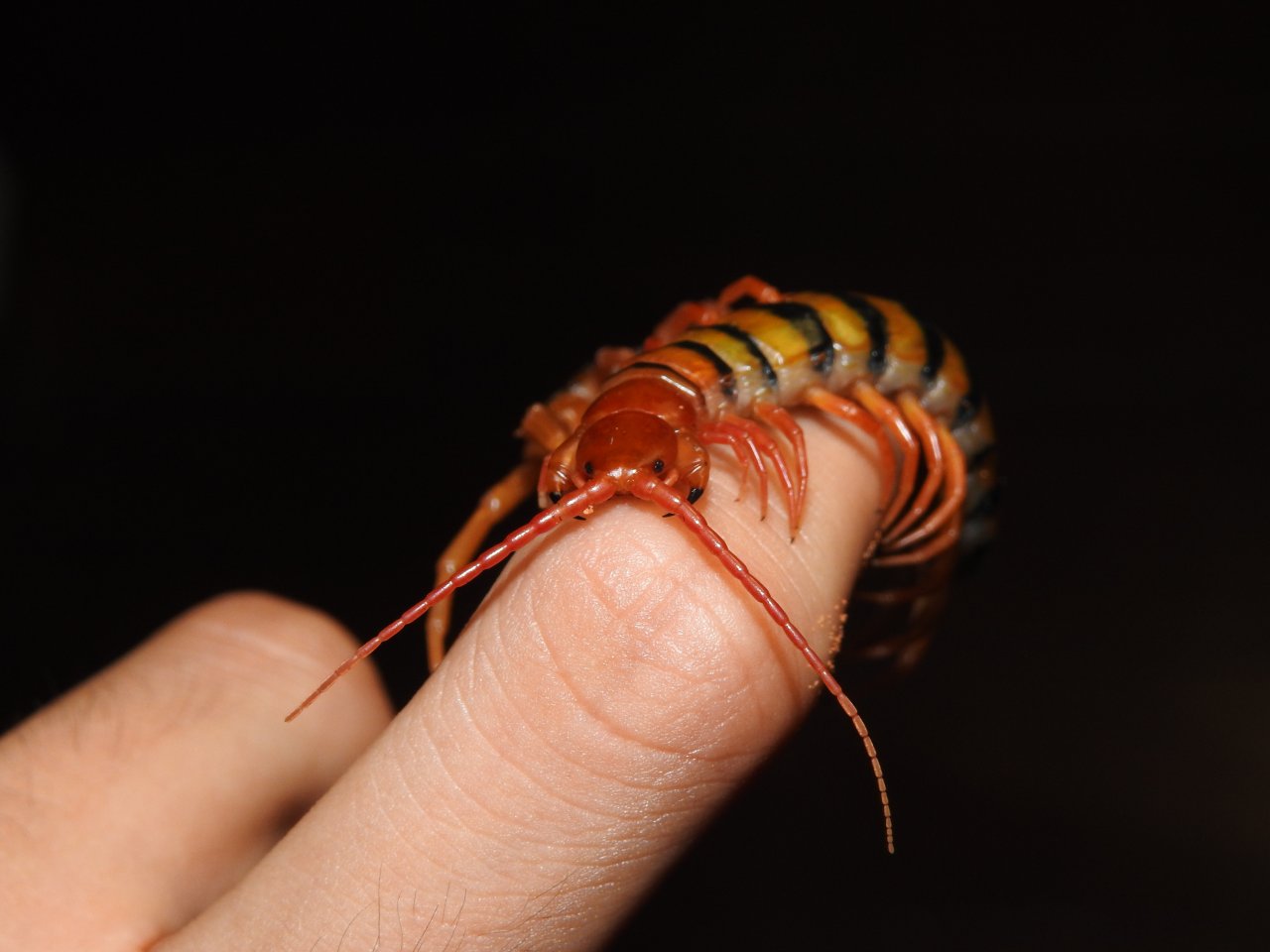 Scolopendra morsitans