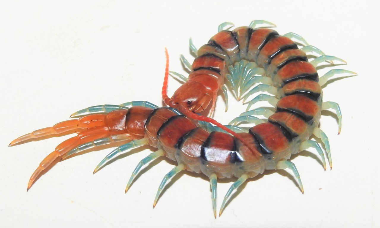 Scolopendra morsitans