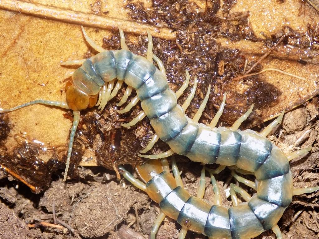 Scolopendra polymorpha