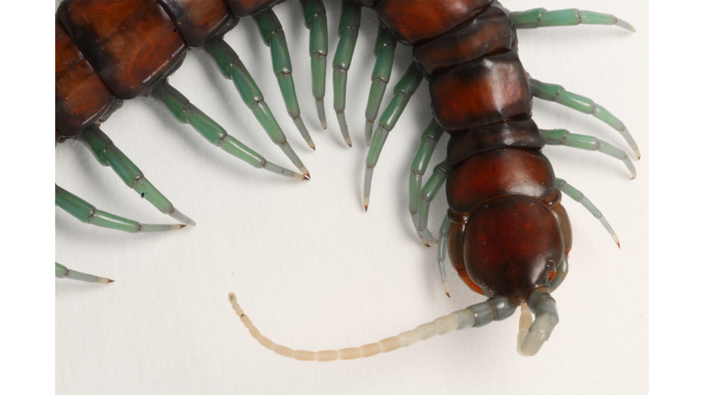 Scolopendra sp "Mint leg"