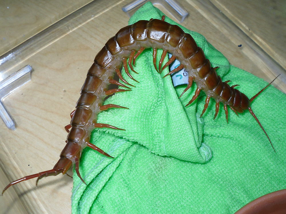 Scolopendra subspinipes de haani Chinese
