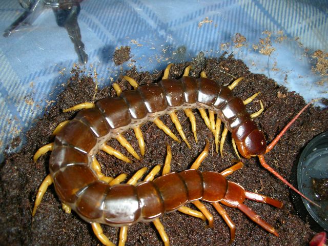 Scolopendra subspinipes de haani Mai Chau