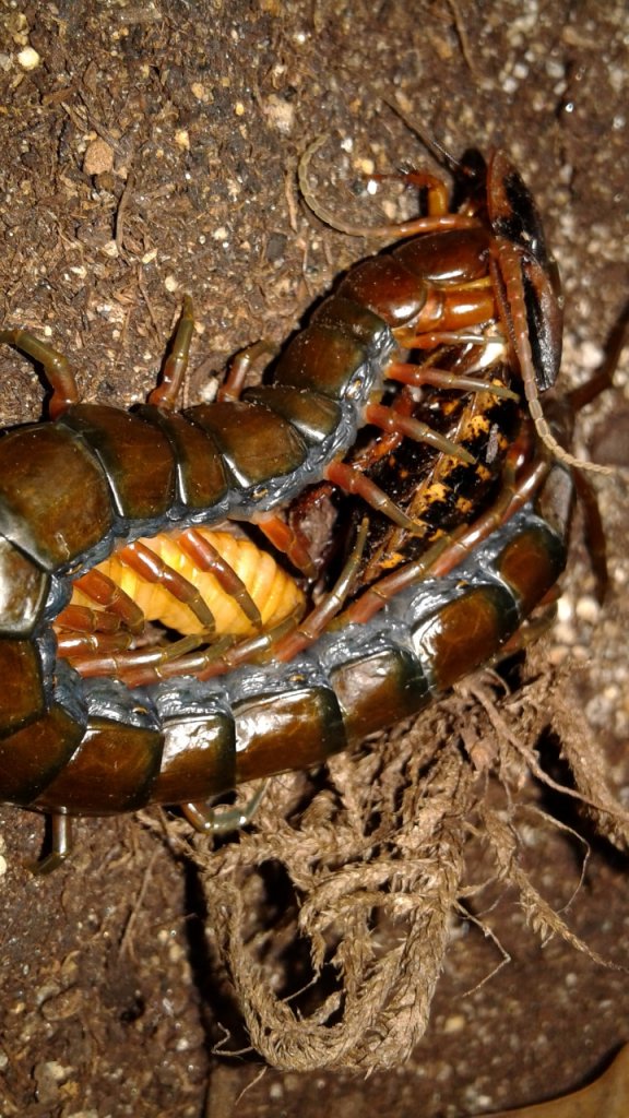 Scolopendra subspinipes 'Hawaii'