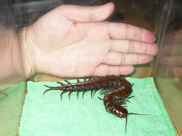 Scolopendra subspinipes subspinipes