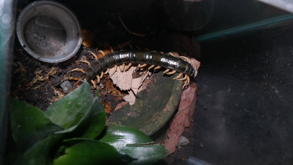 Scolopendra subspinipes Yellow Legs