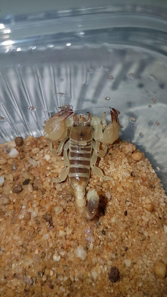 Scorpio murinus drinking